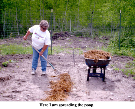 spreading-manure-along-the-corn-rows-web