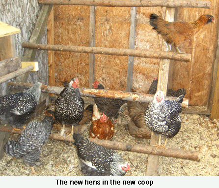 chicken-coop-web-jpeg