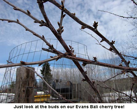 Cherry-buds