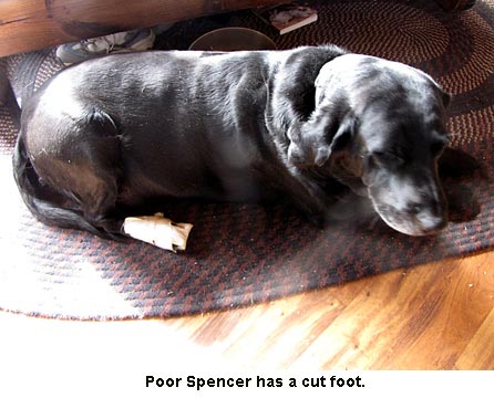 Poor-Spencer