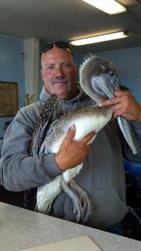 Earl and pelican for blog