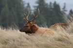 I've photographed this bull elk on previous occasions. These shots were taken within a half mile of Sweetbriar and less than two miles out of town. As I said, most of the traffic going through Gold Beach misses this stuff.