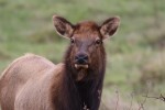 This is one of the cows that is in the herd. She seemed particulalry curious about what I was doing with the camera.