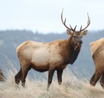 This is just another shot of the big guy. He just looks good against the hills. But like I say, this is all happening withing a few miles of town.