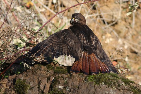 I believe this is a western red-tailed hawk, but the images I found in the three books I got from the library only 
