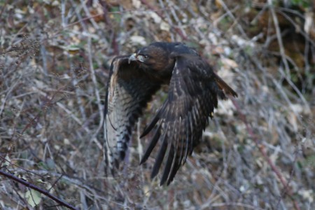 You can see, because I used a shallow depth-of-field, the hawk isn't quite in focus.