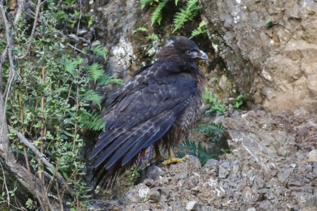 It landed here, about sixty feet away from where it had taken off from. It still kept at least one eye in my direction.