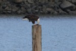 This is as much as I can blow these photos up without losing resolution. But, blown up, I still can’t tell quite what it is the bird was eating.