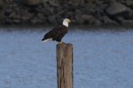 I threw this one in because it just makes the bird look so regal.