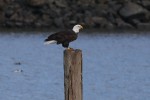 Ditto here. And you can see, whatever it was eating, it’s about gone. Now, I'm off to the port to see if the eagle is back.
