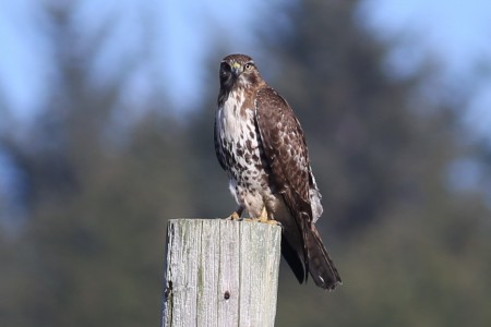 Here he was, regarding our interruption scornfully as he perched on the pole.