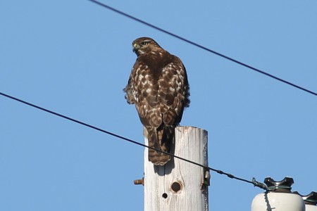 We caught up with him a quarter mile down the road. He was spotted, of course, by Christine.