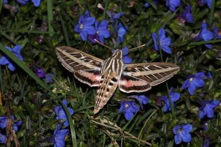 This is a zoomed photo of one of these moths as it hovered over the flowers.