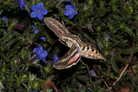 Notice the “tongue” extending from the insect’s face to feed on something (nectar?) in the flower.