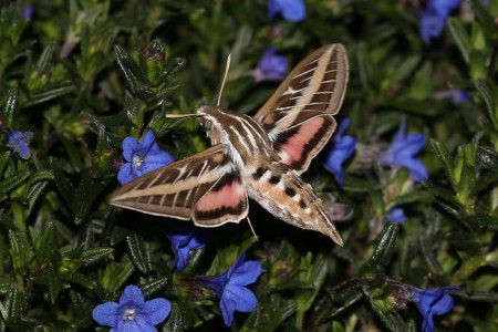 This is another angle and probably a different individual. There were at least a dozen there.