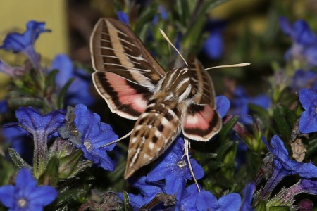 And here one is with its rear legs just barely touching the flowers.