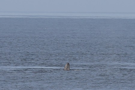 This is a blowup of the same photo. It's the first whale I ever saw breaching.