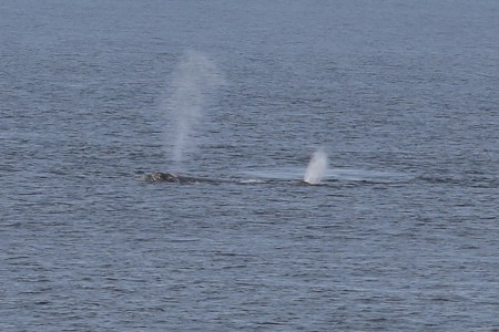 This and the next photo are members of the pod. At this time of year the whales are making their way north. I've heard that some individuals will stay in a bay or cove for several years. Apparently there was one such cow and her calf that lingered just off Brookings, Oregon, 30 miles south of me, for a few years.