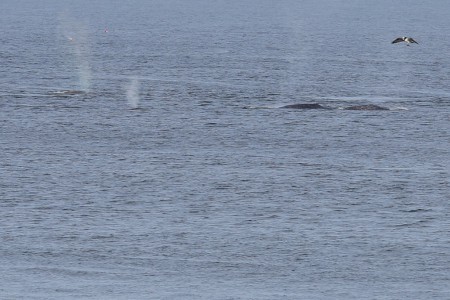 Another photo of the pod and, in the upper right-hand corner is an osprey with a fish.