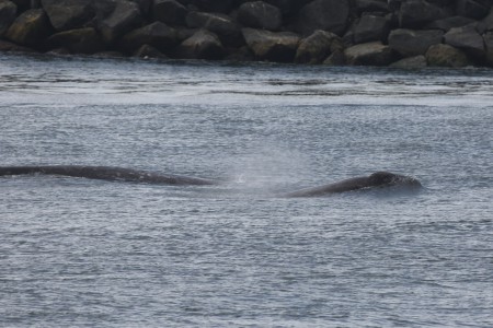 Here are two whales entering the river. They swan about 300 yards up the river before returning to the sea.