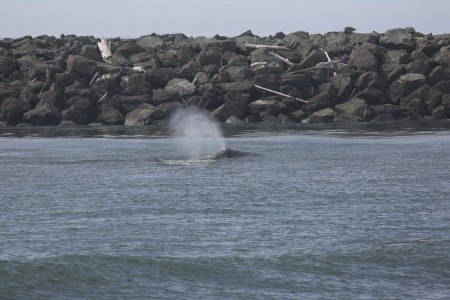 This is one of the whales spouting. In the background is the north jetty which lies on the Wedderburn side of the river.