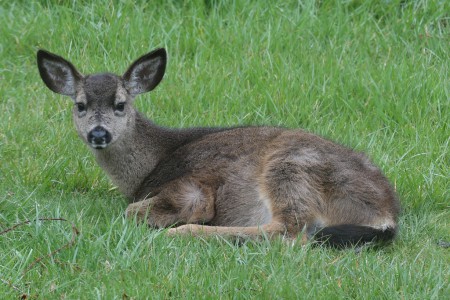 But this is the position the baby usually assumed. It just like to lie in the grass.