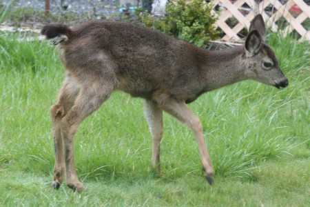 It's difficult to show a limp with still photos. This is the best I can do.