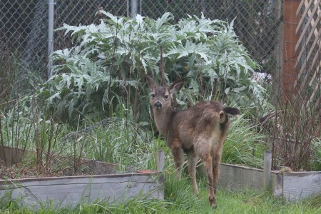 The fawn often liked to go back to the raised beds and lie under the avocado plants.