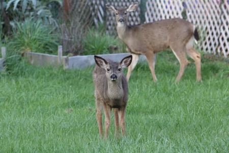No longer afraid of me, the fawn was often curiious about me. That's Mom in the background.