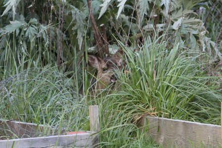 Here it is, hiding under the avocado plants,