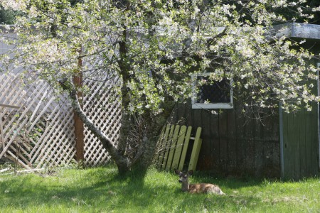 I'm only including this photo, of the fawn lying under my cherry tree, while the tree was in blossoms because I like it.