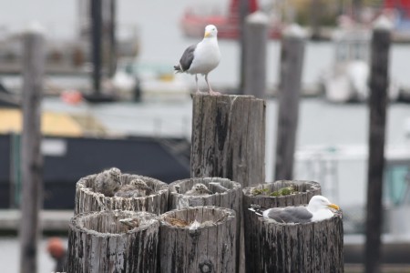 Here's the nest, atop some pilings, and I think that may be Mom and Dad watching over them.