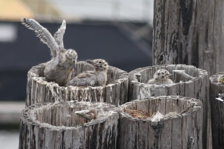 There are three babies in the "divided" nest. This little one is stretching its wings.