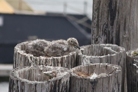 I wondered why the one here was peering into the other side of the nest.