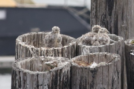 Maybe it was just triing to get away from the sibling that was crowding it with its wings. Whatever its intentions, if it falls, it's about 20 or 30 feet to the floating dock and the water below, and these guys can't fly, yet.