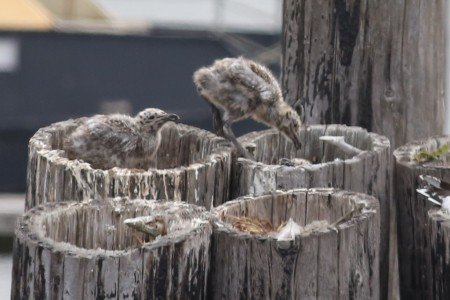 This is a photo from almost a month ago. The babies seemed to like going from the "hole" atop one of the pilings to the hole atop the next one and jumping back.