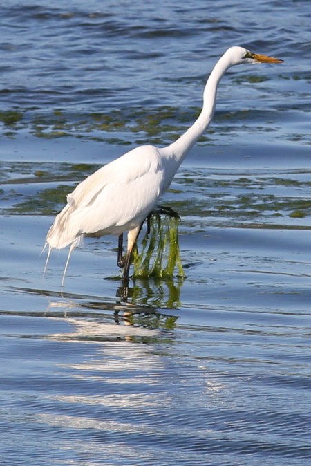 They seem to get seaweed wrapped around their feet, frequently, but they don't seem to mind it.