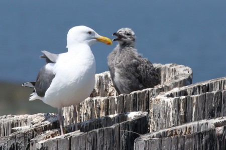 This, of course is a different angle from the one I usually shoot them from.