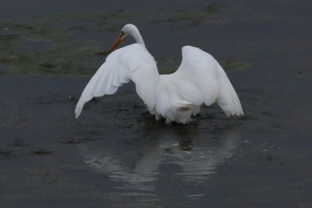 I thought it was about to take off, but it was really trying to maneuver its way into a good position to catch something.