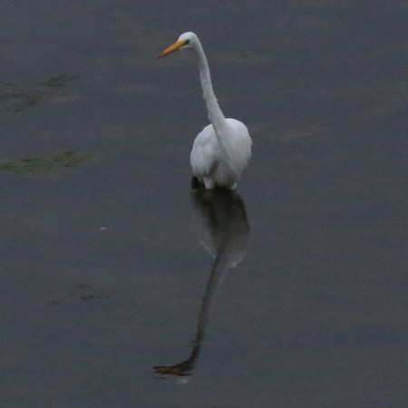 This was just a nice reflection.