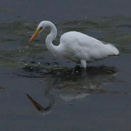 and literally two seconds later it’s pulled something out and is swallowing it. You can still see the water droplets flying through the air. I wish I’d caught it with the burst mode because I may have caught a shot of what it was eating.