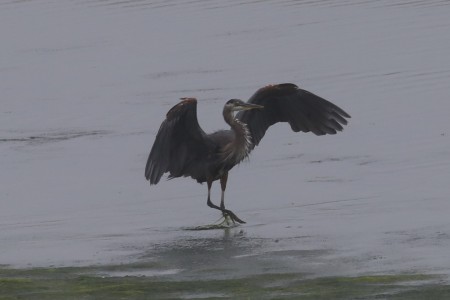 This begins the ballet as the heron adjusts itself.