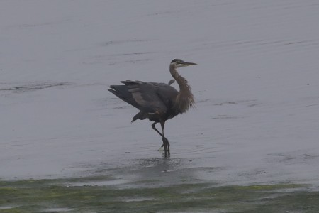 Now on one foot, the heron is unmindful of the weeds now wrapped around its feet.