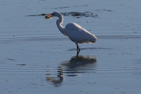 It's about to clean off its catch.