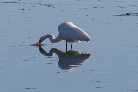 It will dip its catch back into the water, several times, until it's satisfied the catch is clean.