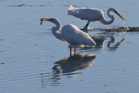 While it's getting ready to swallow, its companion, in the background, is making its own catch.