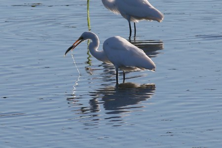 While it's turning it's catch to swallow it head-first, its companion has a mass of seaweed hanging from its own catch and will have to deal with it.