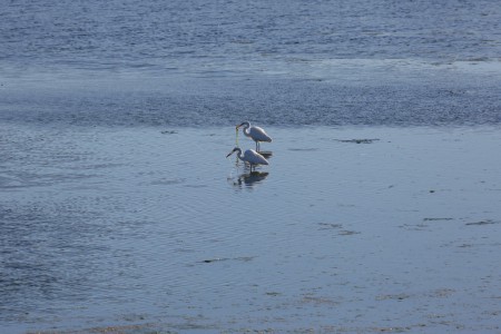 This is the full-frame photo of the cropped image above. I just thought you should see what I was seeing.