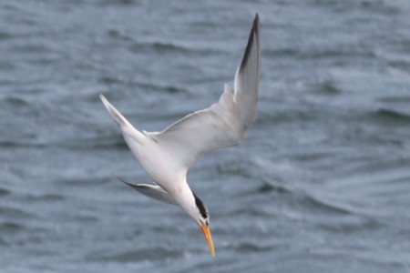 Here a tern is diving toward the water.