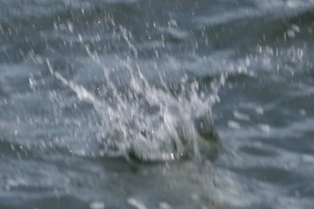 Splash!